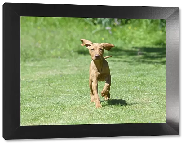 DOG. Hungarian Vizsla puppy (11 weeks old ) running in a garden