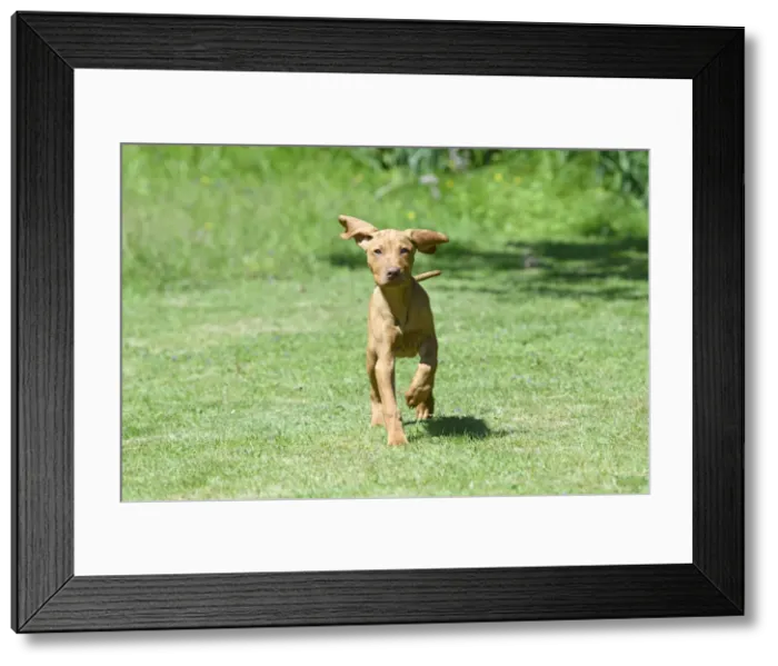 Framed Print : DOG. Hungarian Vizsla puppy (11 weeks old ) running in a garden Framed Print : DOG. Hungarian Vizsla puppy (11 weeks old ) running in a garden