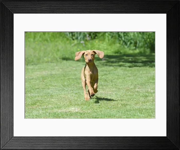 Framed Print : DOG. Hungarian Vizsla puppy (11 weeks old ) running in a garden Framed Print : DOG. Hungarian Vizsla puppy (11 weeks old ) running in a garden