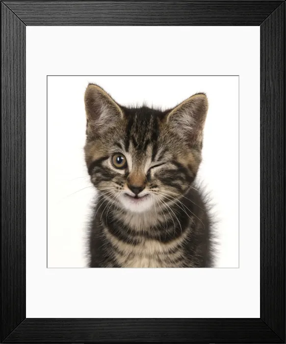 Framed Print : Young tabby kitten winking Framed Print : Young tabby kitten winking