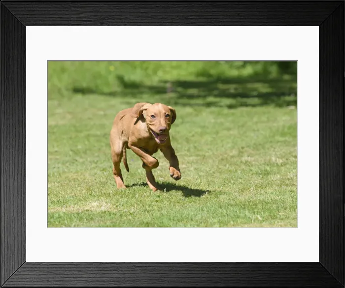 Framed Print : DOG. Hungarian Vizsla puppy (11 weeks old ) running in a garden Framed Print : DOG. Hungarian Vizsla puppy (11 weeks old ) running in a garden