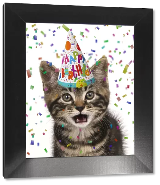 CAT. Tabby kitten, looking at camera, mouth open, wearing a birthday party hat with confetti