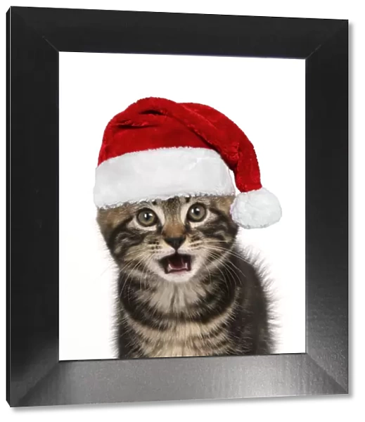 CAT. 7 weeks old tabby kitten, head & shoulders, looking at camera wearing a red Santa Christmas hat