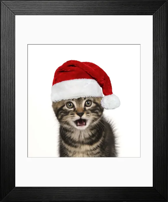 Framed Print : CAT. 7 weeks old tabby kitten, head & shoulders, looking at camera wearing a red Santa Christmas hat Framed Print : CAT. 7 weeks old tabby kitten, head & shoulders, looking at camera wearing a red Santa Christmas hat