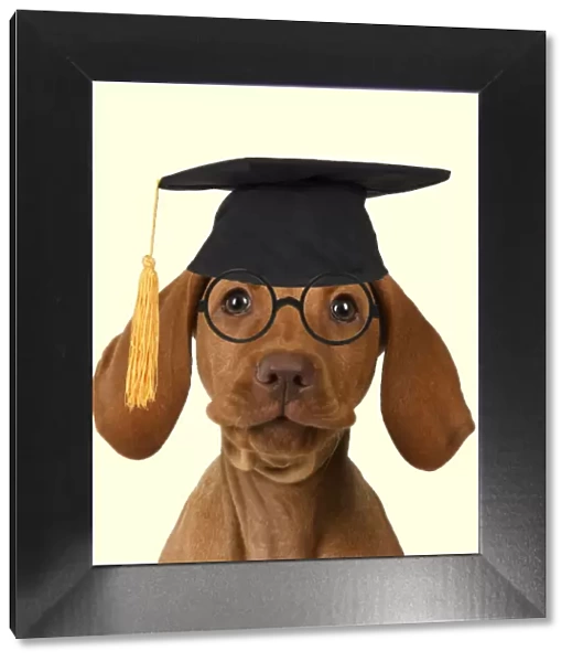 DOG. Hungarian Vizsla puppy wearing Graduation hat and glasses
