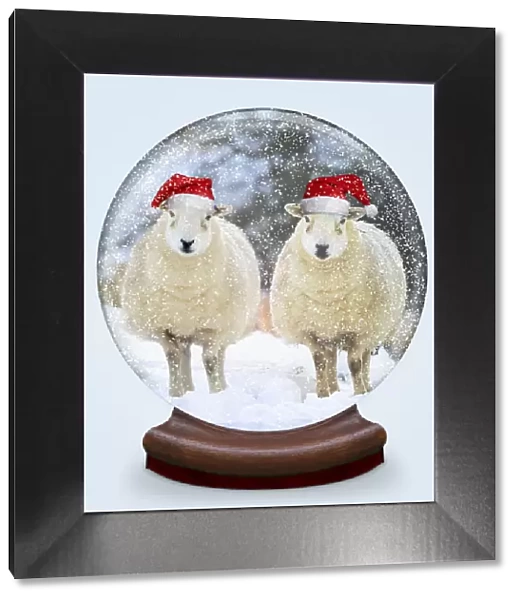 Snow globe of two sheep wearing Christmas hats