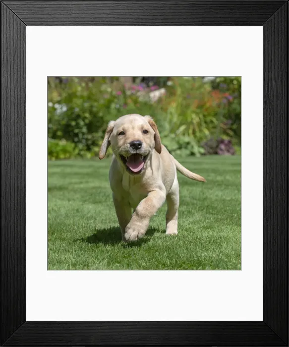 Framed Print : A21, 996. DOG. Yellow Labarador puppy (8 weeks old ) running in a garden Date Framed Print : A21, 996. DOG. Yellow Labarador puppy (8 weeks old ) running in a garden Date