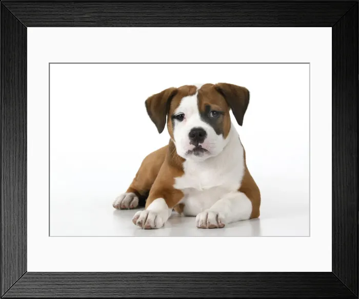 Framed Print : DOG. Bulldog X breed, 16 weeks old puppy, laying, studio, white background Framed Print : DOG. Bulldog X breed, 16 weeks old puppy, laying, studio, white background