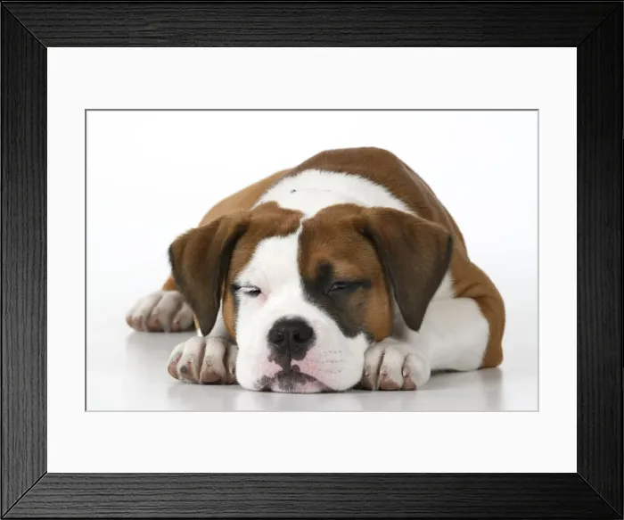 Framed Print : DOG. Bulldog X breed, 16 weeks old sleepy puppy, laying, studio, white background Framed Print : DOG. Bulldog X breed, 16 weeks old sleepy puppy, laying, studio, white background