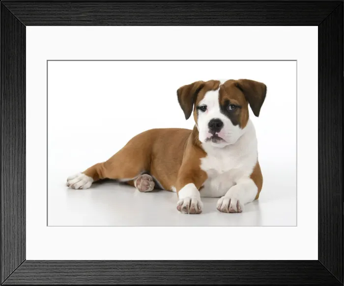 Framed Print : DOG. Bulldog X breed, 16 weeks old puppy, laying, studio, white background Framed Print : DOG. Bulldog X breed, 16 weeks old puppy, laying, studio, white background