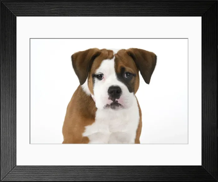 Framed Print : DOG. Bulldog X breed, 16 weeks old puppy, head & shoulders facial expession, studio, white background