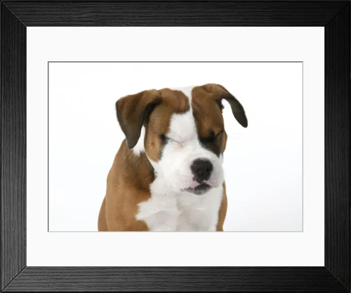 Framed Print : DOG. Bulldog X breed, 16 weeks old puppy, head & shoulders facial expession, studio, white background Framed Print : DOG. Bulldog X breed, 16 weeks old puppy, head & shoulders facial expession, studio, white background