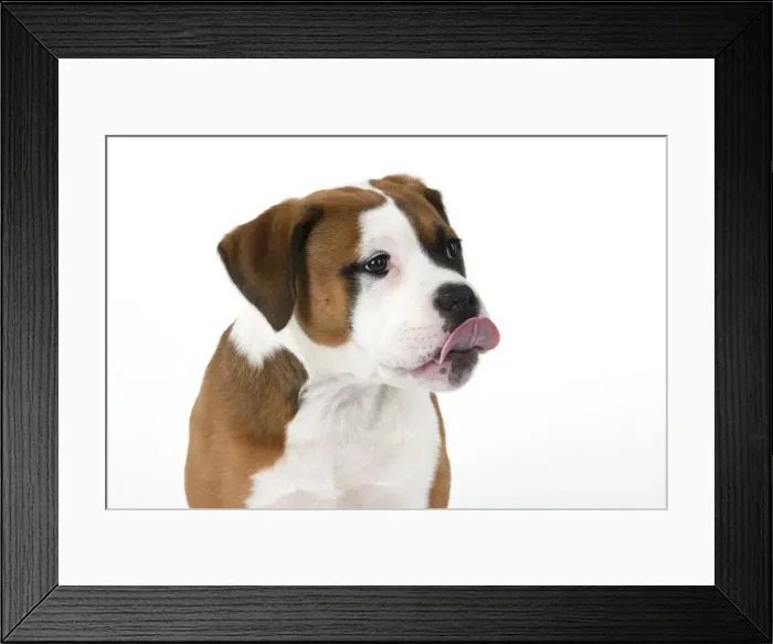 Framed Print : DOG. Bulldog X breed, 16 weeks old puppy, head & shoulders, tougue out, studio, white background Framed Print : DOG. Bulldog X breed, 16 weeks old puppy, head & shoulders, tougue out, studio, white background