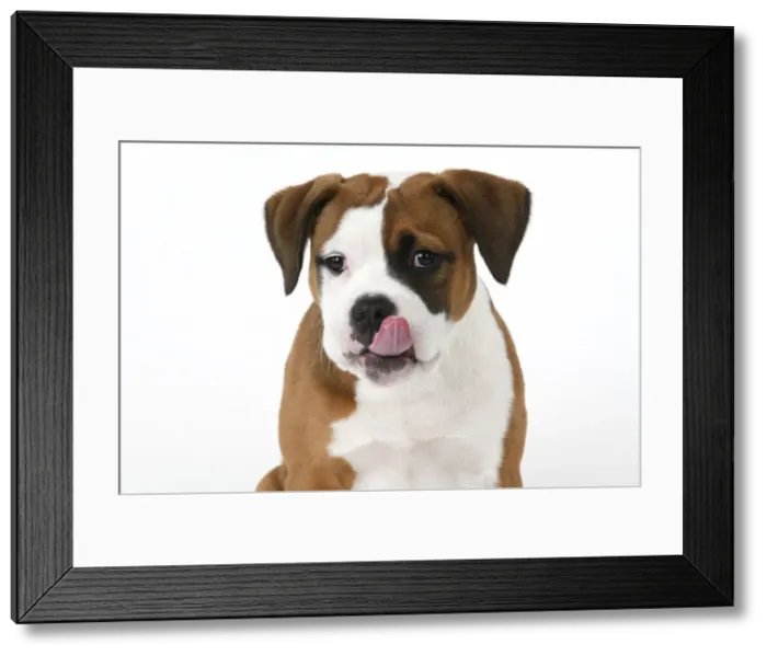 Framed Print : DOG. Bulldog X breed, 16 weeks old puppy, head & shoulders, tougue out, studio, white background Framed Print : DOG. Bulldog X breed, 16 weeks old puppy, head & shoulders, tougue out, studio, white background