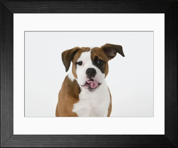 Framed Print : DOG. Bulldog X breed, 16 weeks old puppy, head & shoulders, tougue out, studio, white background Framed Print : DOG. Bulldog X breed, 16 weeks old puppy, head & shoulders, tougue out, studio, white background
