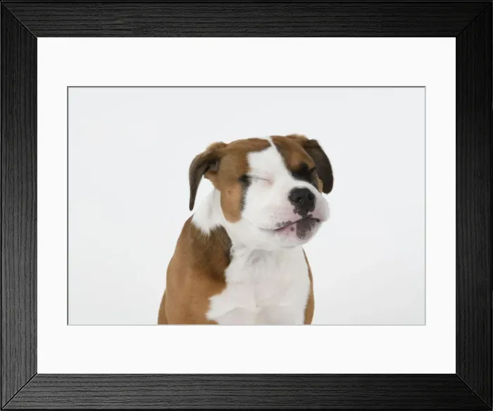 Framed Print : DOG. Bulldog X breed, 16 weeks old puppy, head & shoulders facial expession, studio, white background Framed Print : DOG. Bulldog X breed, 16 weeks old puppy, head & shoulders facial expession, studio, white background