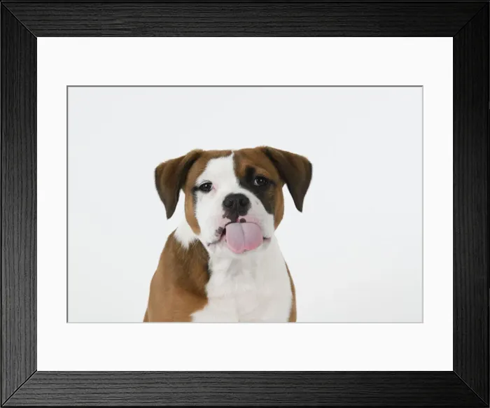 Framed Print : DOG. Bulldog X breed, 16 weeks old puppy, head & shoulders, tougue out, studio, white background Framed Print : DOG. Bulldog X breed, 16 weeks old puppy, head & shoulders, tougue out, studio, white background