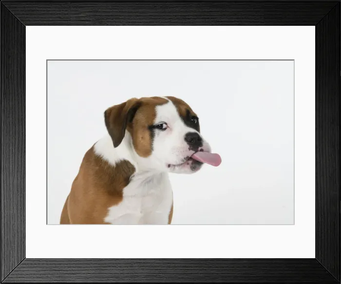 Framed Print : DOG. Bulldog X breed, 16 weeks old puppy, head & shoulders, tougue out, studio, white background Framed Print : DOG. Bulldog X breed, 16 weeks old puppy, head & shoulders, tougue out, studio, white background