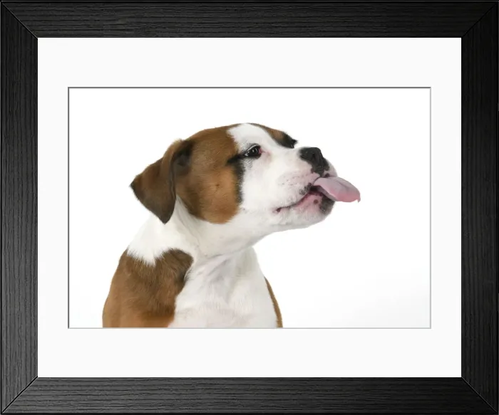 Framed Print : DOG. Bulldog X breed, 16 weeks old puppy, head & shoulders, tougue out, studio, white background Framed Print : DOG. Bulldog X breed, 16 weeks old puppy, head & shoulders, tougue out, studio, white background
