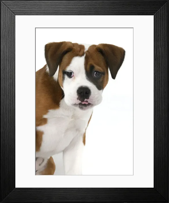 Framed Print : DOG. Bulldog X breed, 16 weeks old puppy, head & shoulders, studio, white background