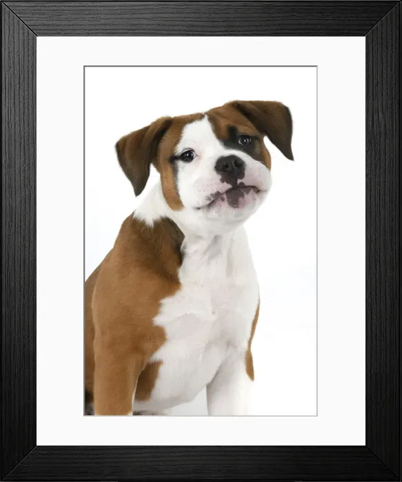 Framed Print : DOG. Bulldog X breed, 16 weeks old puppy, head & shoulders, studio, white background Framed Print : DOG. Bulldog X breed, 16 weeks old puppy, head & shoulders, studio, white background