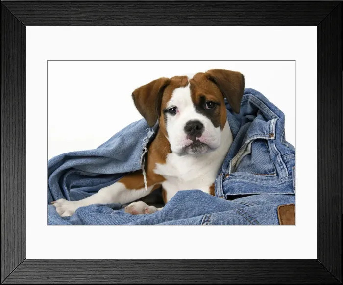 Framed Print : DOG. Bulldog X breed, 16 weeks old puppy in some denim jeans, studio Framed Print : DOG. Bulldog X breed, 16 weeks old puppy in some denim jeans, studio