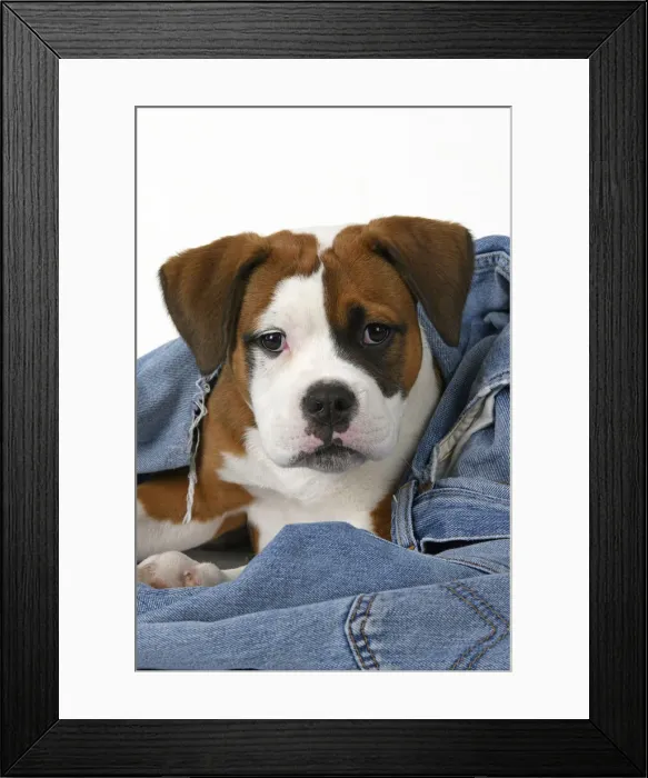 Framed Print : DOG. Bulldog X breed, 16 weeks old puppy in some denim jeans, studio Framed Print : DOG. Bulldog X breed, 16 weeks old puppy in some denim jeans, studio