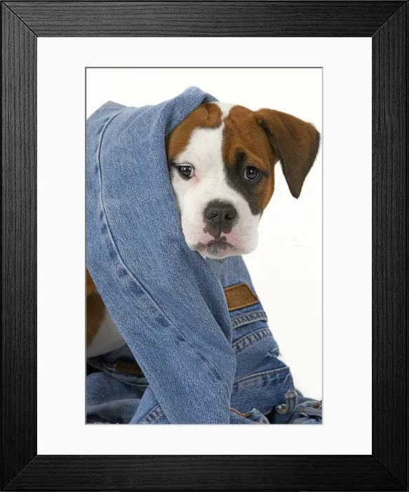 Framed Print : DOG. Bulldog X breed, 16 weeks old puppy in some denim jeans, studio Framed Print : DOG. Bulldog X breed, 16 weeks old puppy in some denim jeans, studio