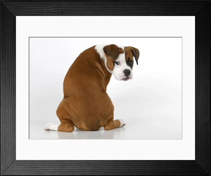 Framed Print : DOG. Bulldog X breed, 16 weeks old puppy, sitting looking around over shoulder, studio, white background Framed Print : DOG. Bulldog X breed, 16 weeks old puppy, sitting looking around over shoulder, studio, white background