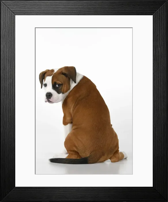 Framed Print : DOG. Bulldog X breed, 16 weeks old puppy, sitting looking around over shoulder, studio, white background Framed Print : DOG. Bulldog X breed, 16 weeks old puppy, sitting looking around over shoulder, studio, white background