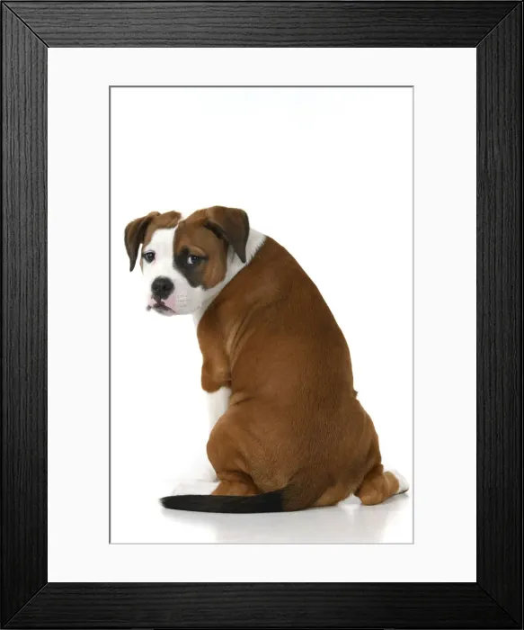 Framed Print : DOG. Bulldog X breed, 16 weeks old puppy, sitting looking around over shoulder, studio, white background Framed Print : DOG. Bulldog X breed, 16 weeks old puppy, sitting looking around over shoulder, studio, white background