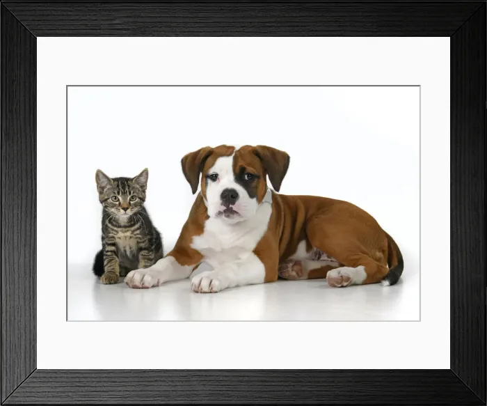 Framed Print : DOG. Bulldog X breed, 16 weeks old puppy, lying with kitten, , studio, white background Framed Print : DOG. Bulldog X breed, 16 weeks old puppy, lying with kitten, , studio, white background