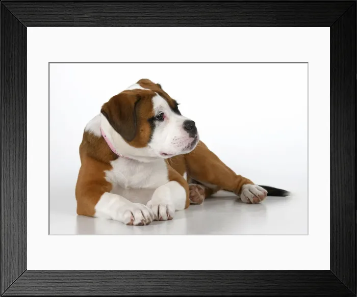 Framed Print : DOG. Bulldog X breed, 16 weeks old puppy, laying, studio, white background Framed Print : DOG. Bulldog X breed, 16 weeks old puppy, laying, studio, white background