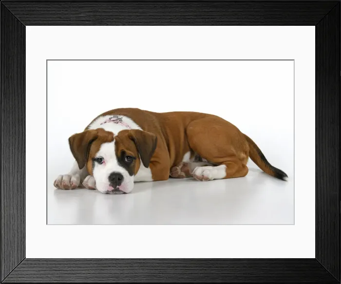 Framed Print : DOG. Bulldog X breed, 16 weeks old puppy, laying, studio, white background Framed Print : DOG. Bulldog X breed, 16 weeks old puppy, laying, studio, white background