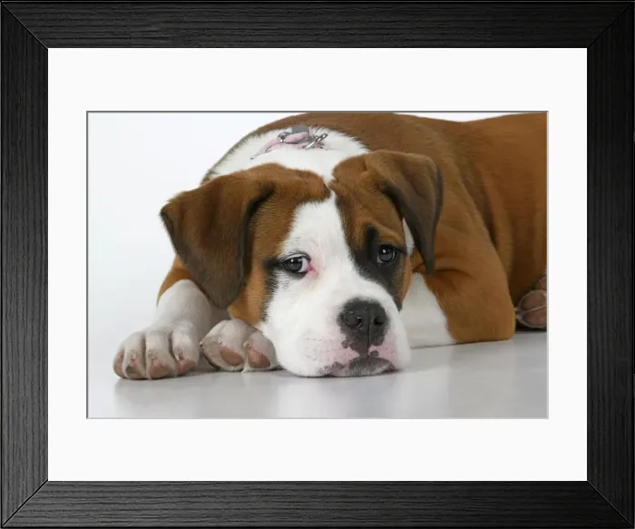 Framed Print : DOG. Bulldog X breed, 16 weeks old puppy, laying, studio, white background