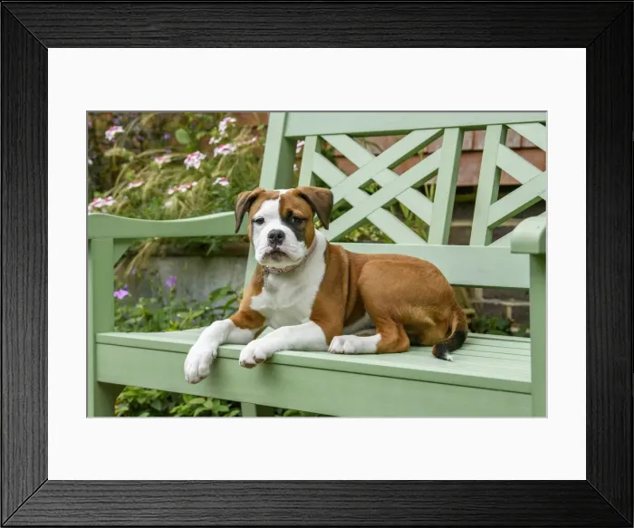 Framed Print : DOG. Bulldog X breed, 16 weeks old puppy sitting on a garden bench Framed Print : DOG. Bulldog X breed, 16 weeks old puppy sitting on a garden bench