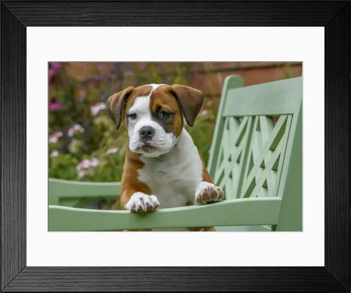 Framed Print : DOG. Bulldog X breed, 16 weeks old puppy sitting on a garden bench Framed Print : DOG. Bulldog X breed, 16 weeks old puppy sitting on a garden bench