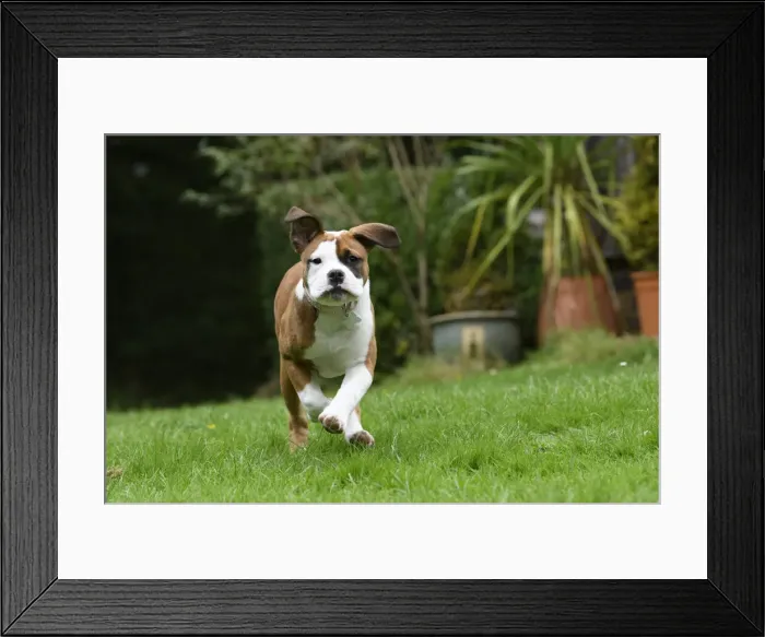 Framed Print : DOG. Bulldog X breed, 16 weeks old puppy running to camera in a garden Framed Print : DOG. Bulldog X breed, 16 weeks old puppy running to camera in a garden