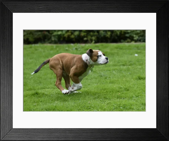 Framed Print : DOG. Bulldog X breed, 16 weeks old puppy running in a garden Framed Print : DOG. Bulldog X breed, 16 weeks old puppy running in a garden