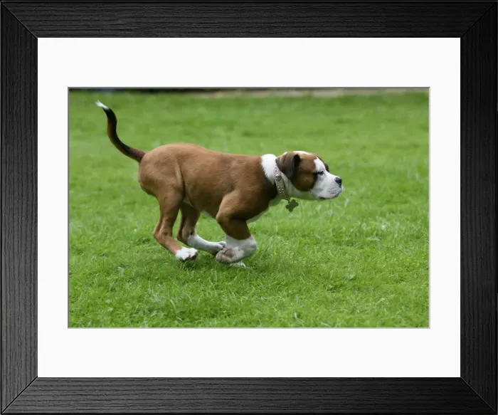 Framed Print : DOG. Bulldog X breed, 16 weeks old puppy running in a garden Framed Print : DOG. Bulldog X breed, 16 weeks old puppy running in a garden