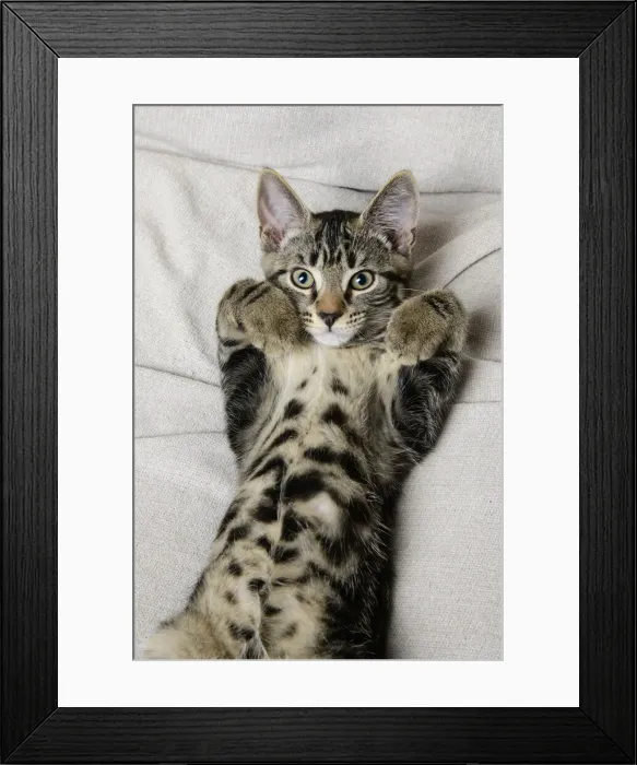 Framed Print : CAT. Tabby kitten laying on its back with paws up Framed Print : CAT. Tabby kitten laying on its back with paws up