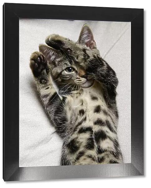 CAT. Tabby kitten laying on its back with paws up hiding its face. one eye showing