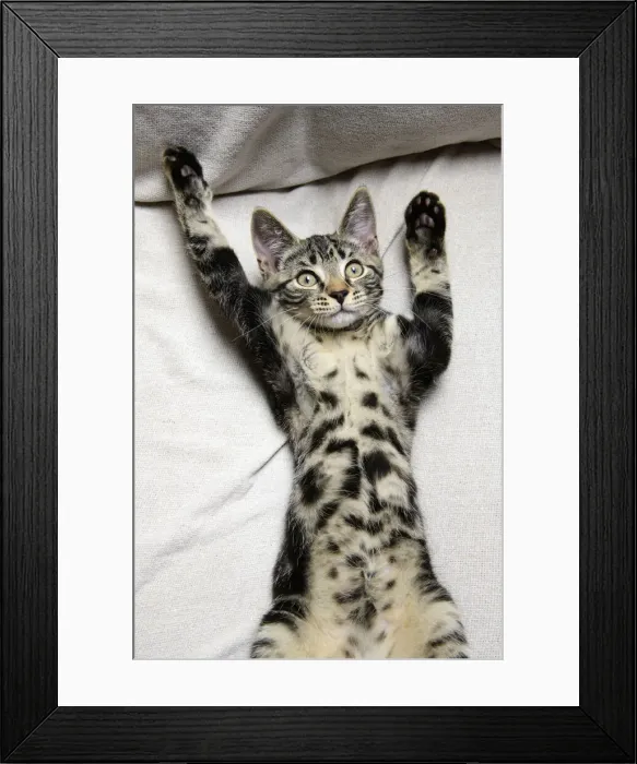 Framed Print : CAT. Tabby kitten laying on its back with paws up Framed Print : CAT. Tabby kitten laying on its back with paws up