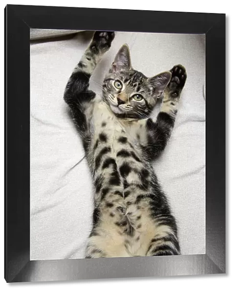 CAT. Tabby kitten laying on its back with paws up