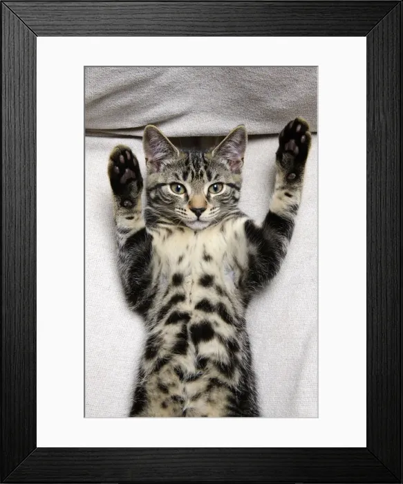 Framed Print : CAT. Tabby kitten laying on its back with paws up Framed Print : CAT. Tabby kitten laying on its back with paws up