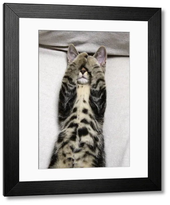 Framed Print : CAT. Tabby kitten laying on its back with paws up hiding its face. covering its eyes Framed Print : CAT. Tabby kitten laying on its back with paws up hiding its face. covering its eyes