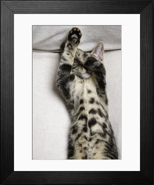 Framed Print : CAT. Tabby kitten laying on its back with paws up hiding its face. covering its eyes