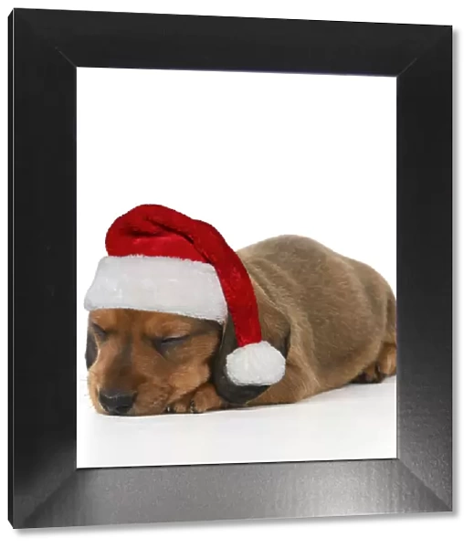 DOG. Standard Dachshund puppy sleeping wearing a red Santa hat