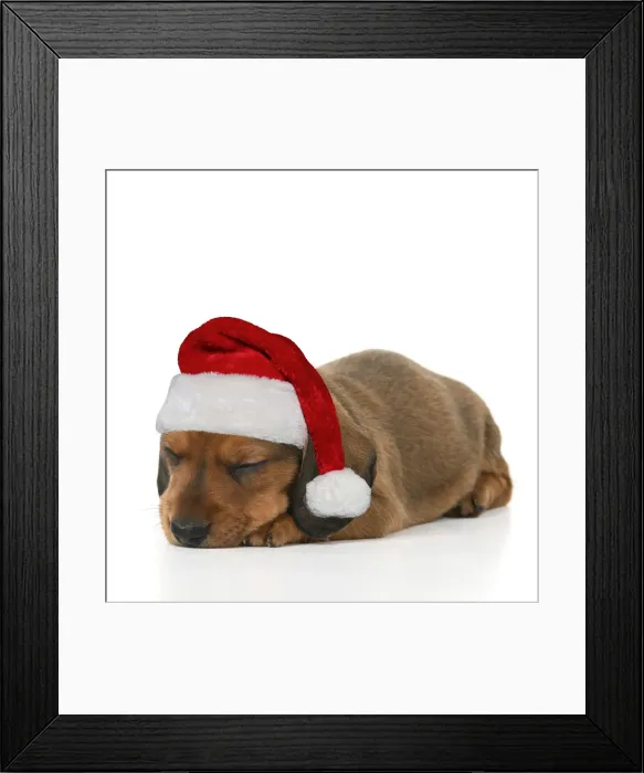 Framed Print : DOG. Standard Dachshund puppy sleeping wearing a red Santa hat Framed Print : DOG. Standard Dachshund puppy sleeping wearing a red Santa hat