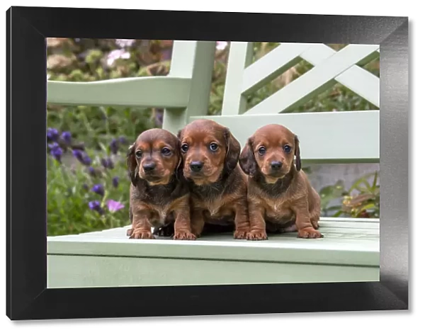 DOG. Standard Dachshund puppies, 6 weeks old, X3 sitting together on a bench in a garden